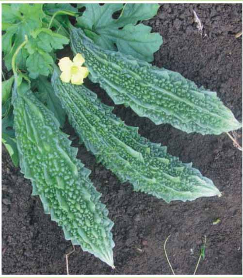 Planting & Removal