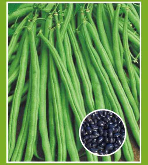 Lawn & Garden Care